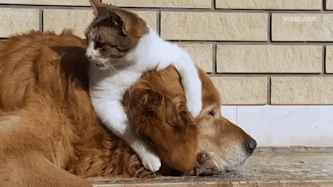 Animación sobre rodearse de buenas amistades